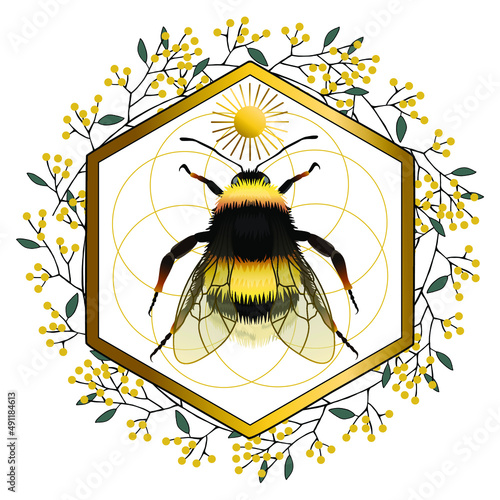 Bumblebee vector drawing, top view. Highly detailed vector hand drawn illustration.