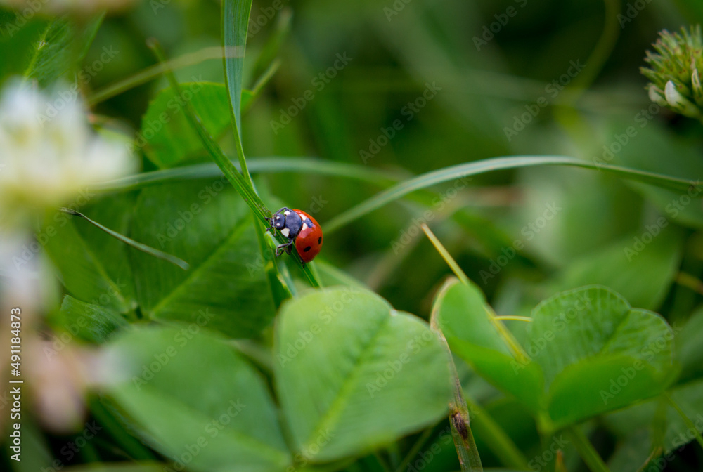 Obraz premium St.Patrick 's Day. Clover field background with ladybug. Spring landscape.