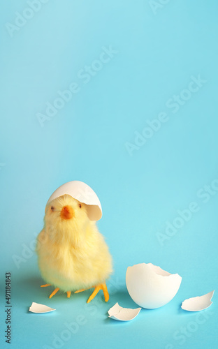 Funny newborn chick with broken egg shell on head. Conceptual scene just born, photo