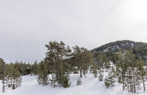 Mountain forest in the winter