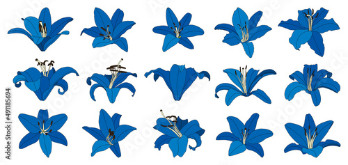 Set of isolated hand drawn blue lily flower vector