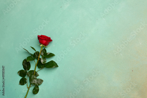 Red blooming rose on a green texture background, copy space