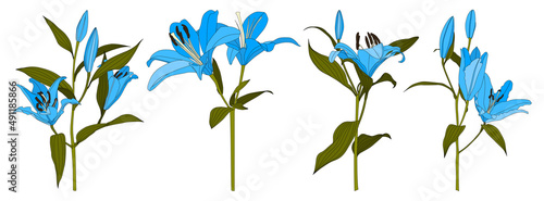 Set of isolated hand drawn light blue lily flower vector