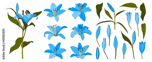 Set of isolated hand drawn light blue lily flower vector