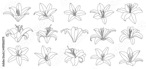 Set of isolated hand drawn outline lily flower vector