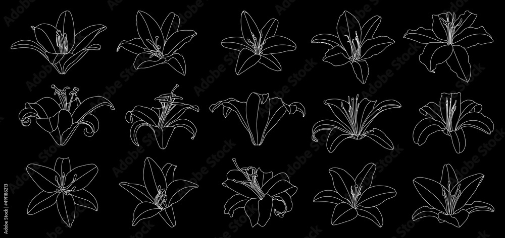 Set of isolated hand drawn outline lily flower vector Set of isolated hand drawn outline lily flower vector