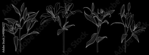 Set of isolated hand drawn outline lily flower vector