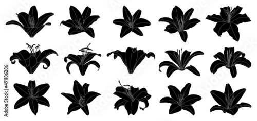 Set of isolated silhouette lily flower vector