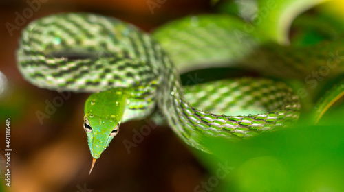 Green Vine Snake, Long-nosed Whip Snake, Ahaetulla nasuta, Sinharaja National Park Rain Forest, UNESCO World Heritage Site Biosphere Reserve, Sri Lanka, Asia