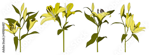 Set of isolated hand drawn yellow lily flower vector