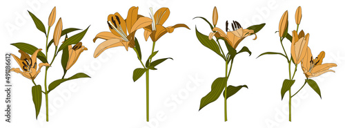 Set of isolated hand drawn orange lily flower vector