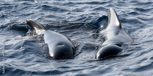 Long-finned Pilot Whale, Globicephale melas, El Estrecho Natural Park, Strait of Gibraltar, Tarifa, Cádiz Province, Andalucía, Spain, Europe photo