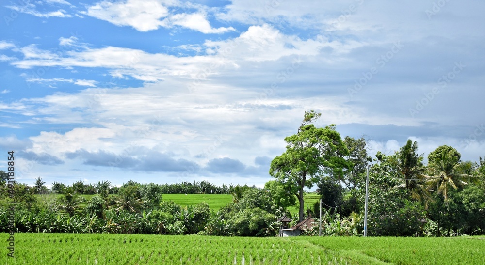 landscape with ricefield at badung, bali