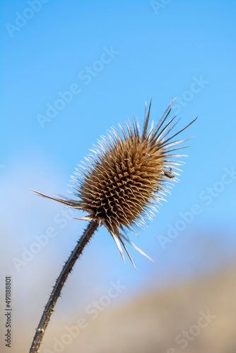 Dry Dipsacus Sativus flowerhead in winter. Indian Teasel  Fuller s teasel  Thistle macro. Close up.