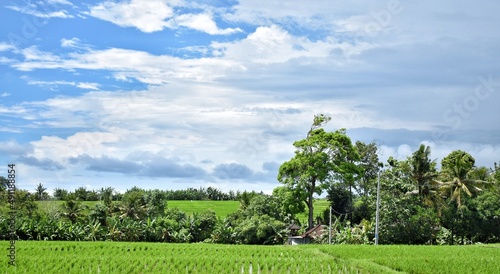 landscape with ricefield at badung, bali photo