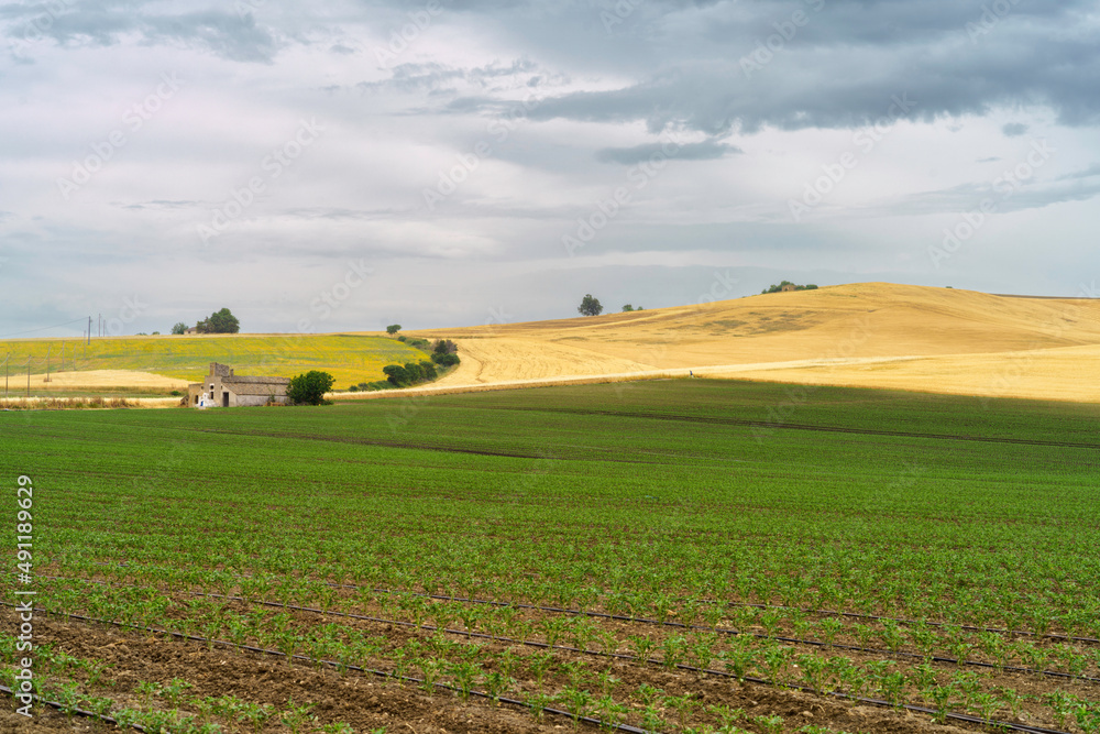 Country landscape in Basilicata, Italy, at summer Country landscape in Basilicata, Italy, at summer