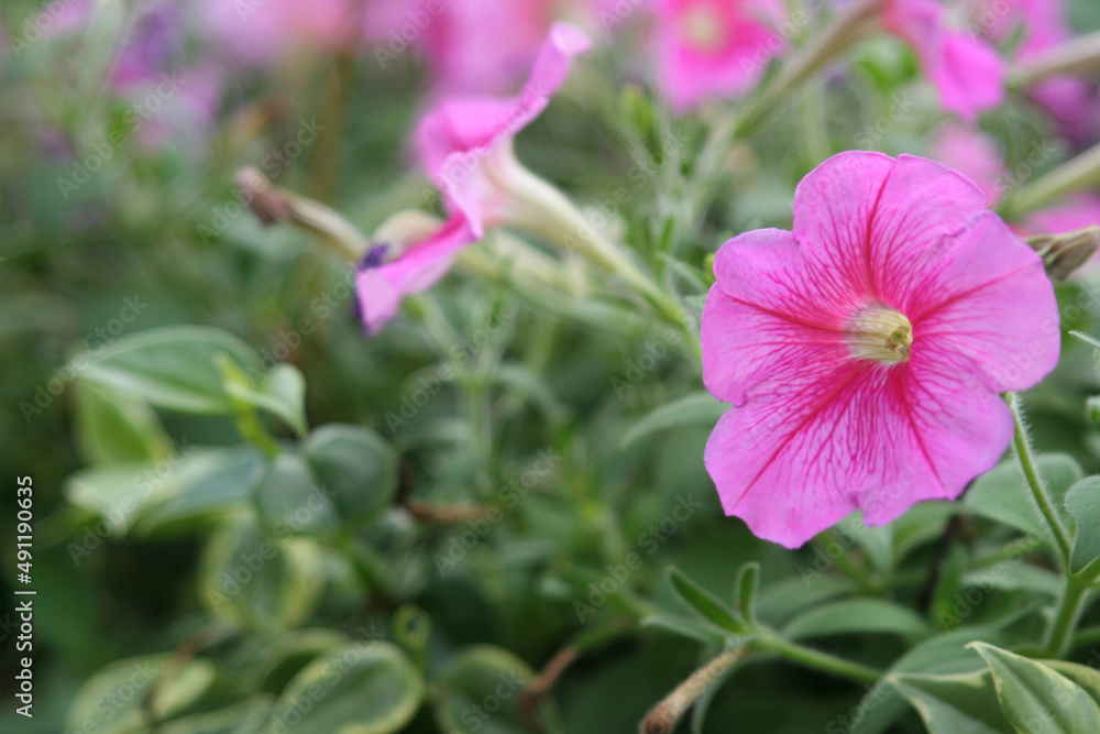 Pink Petunia (Petunia Hybrida) with blurry background at Taman Bunga Nusantara, West Java, Indonesia Pink Petunia (Petunia Hybrida) with blurry background at Taman Bunga Nusantara, West Java, Indonesia