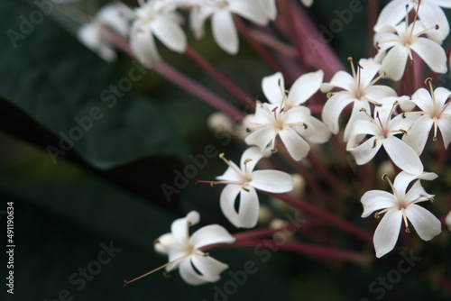 White Starburst bush flowers (Clerodendrum quadriloculare) with blurry green leaves on the background photo