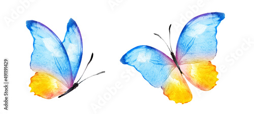 Color watercolor butterfly , isolated on the white background. Set © suns07butterfly