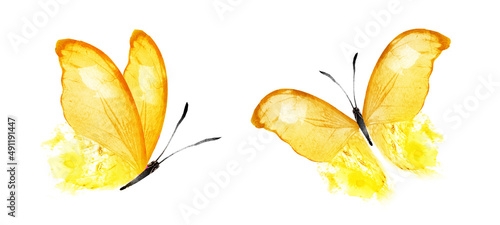Color watercolor butterfly , isolated on the white background. Set