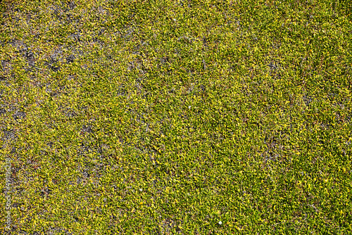 Meerespflaneze, Salzwasserpflanze, Steinpflanze, Natur, photo