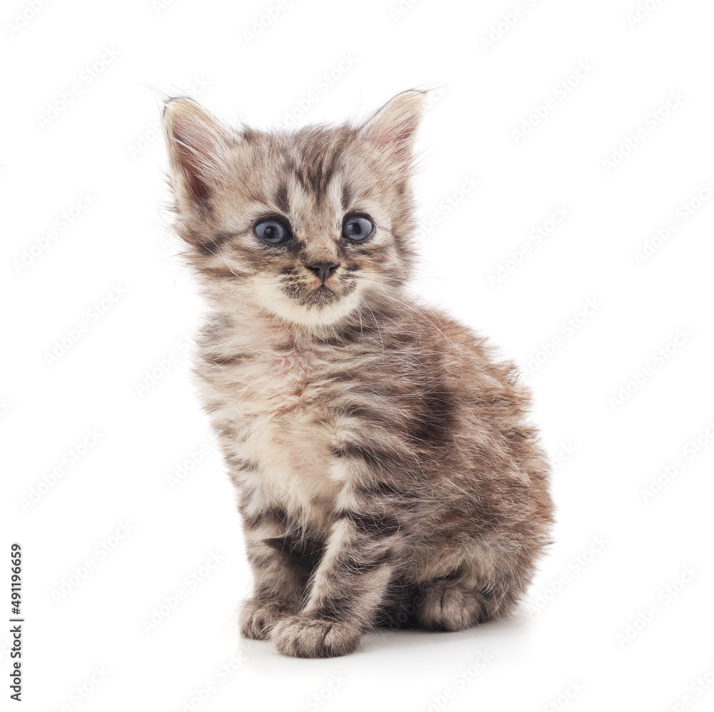 Little gray kitten . Little gray kitten .