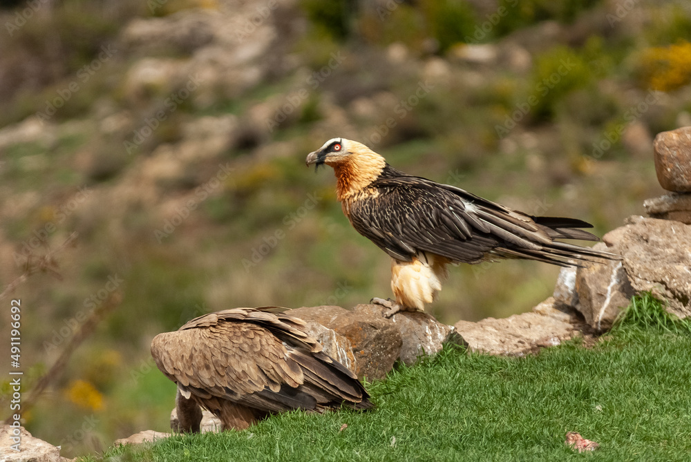 Fototapeta premium Gypaète barbu,.Gypaetus barbatus, Bearded Vulture, Vautour fauve,.Gyps fulvus, Griffon Vulture