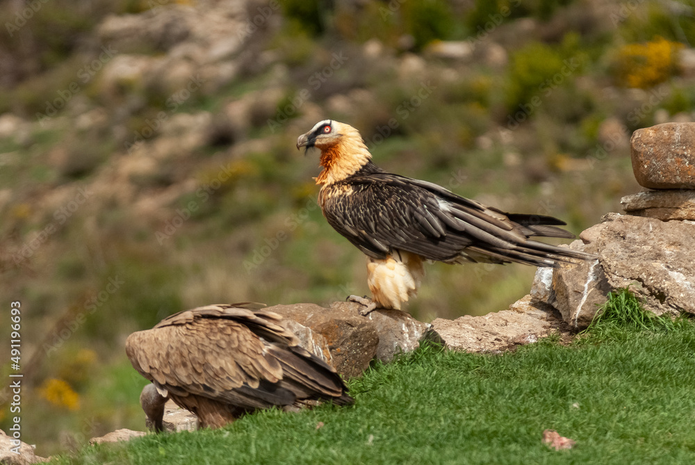 Obraz premium Gypaète barbu,.Gypaetus barbatus, Bearded Vulture, Vautour fauve,.Gyps fulvus, Griffon Vulture