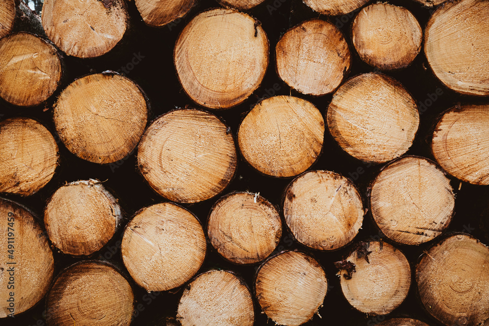 Gefälltes Holz im Wald, Abholzung, Baumstämme Gefälltes Holz im Wald, Abholzung, Baumstämme