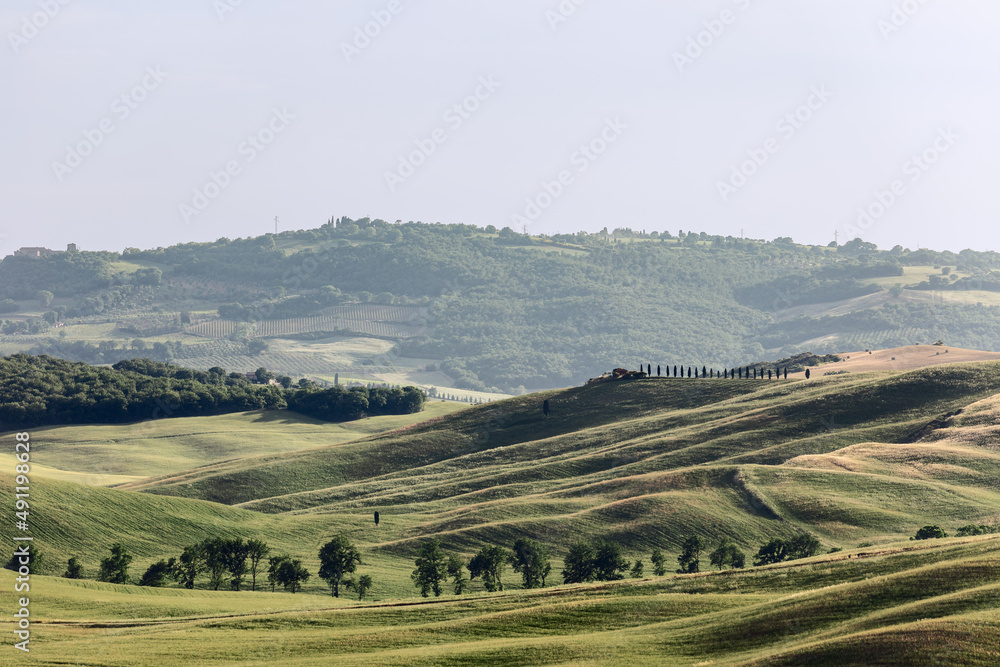 Naklejka premium Whimsical silhouette of Tuscany hills covered with greenery in midday summer heat. Val d'Orcia, Italy