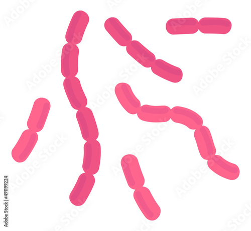 Bacilli bacteria. Pink rod cells of infection disease