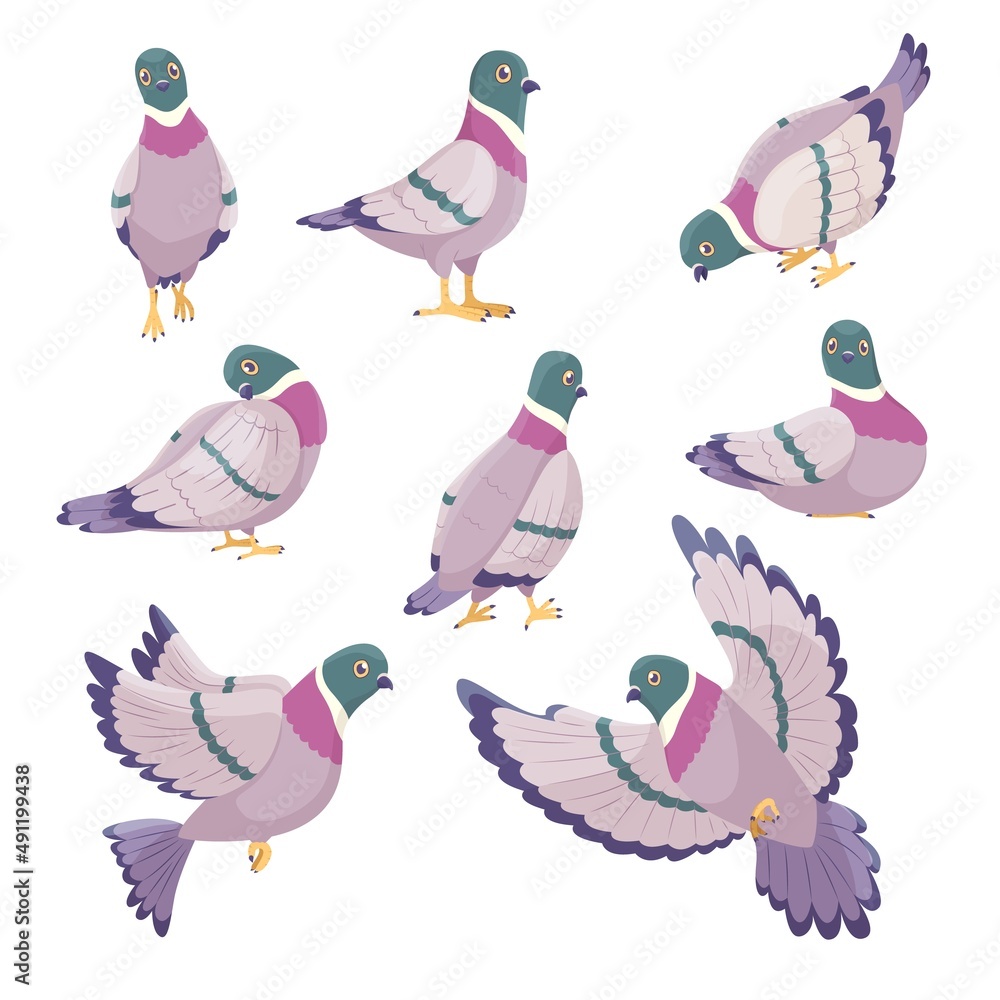 Obraz premium Cartoon dove. Cute city pigeons, funny urban birds characters, different poses, flying, sitting and standing, cleaning feathers and walking, freedom and peace symbol vector isolated set