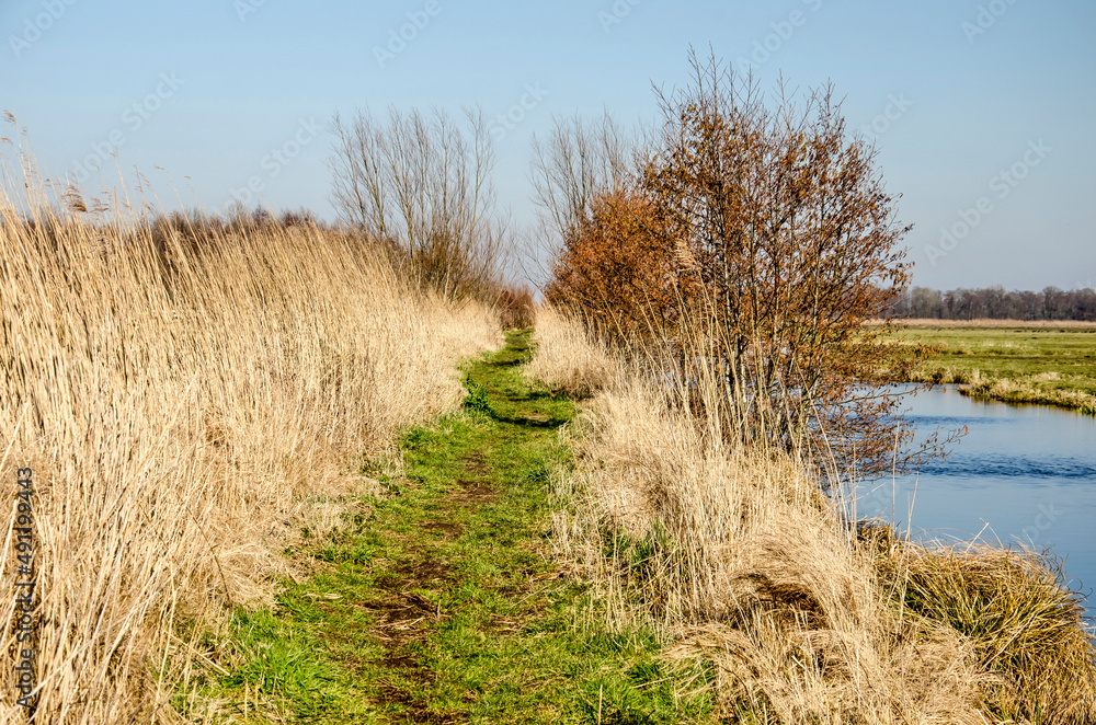 Grassy footpath in a scenic landscape with reeds, grass, ditches and shrubs on a sunny day in early spring in Krimpenerwaard region in the Netherlands Grassy footpath in a scenic landscape with reeds, grass, ditches and shrubs on a sunny day in early spring in Krimpenerwaard region in the Netherlands