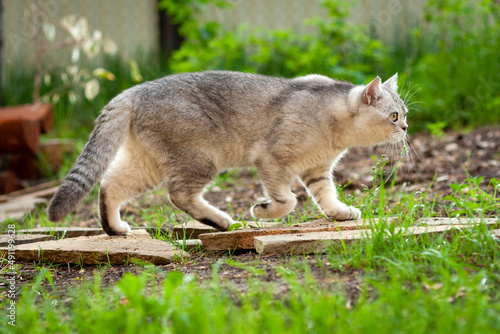 A grey and white British cat walks in a summer garden among green grass.