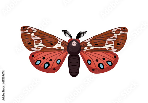 Butterfly is a death's head. Vector illustration of an insect with wings.