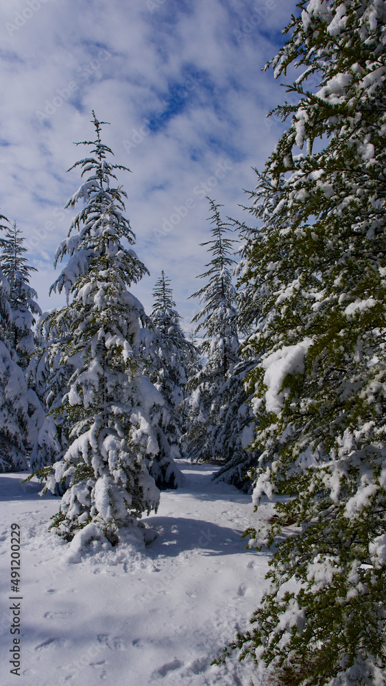 Obraz premium Pine forest, winter season. Snowy forest in sunny day. Winter landscapes. Blue sky, white snow and green pine forest.