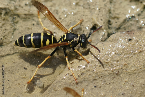 Closeup on a yellow and black French paperwasp, Polistes dominula, drinking at a puddle in summer © Henk