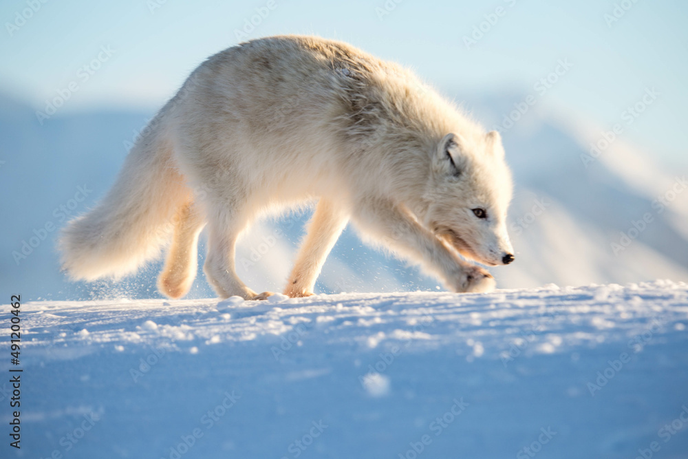 Lis polarny, południowy Spitsbergen - obrazy, fototapety, plakaty 