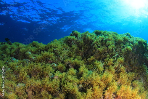 Seaweed landscape at the bottom of the sea with the blue of the sea in the background photo