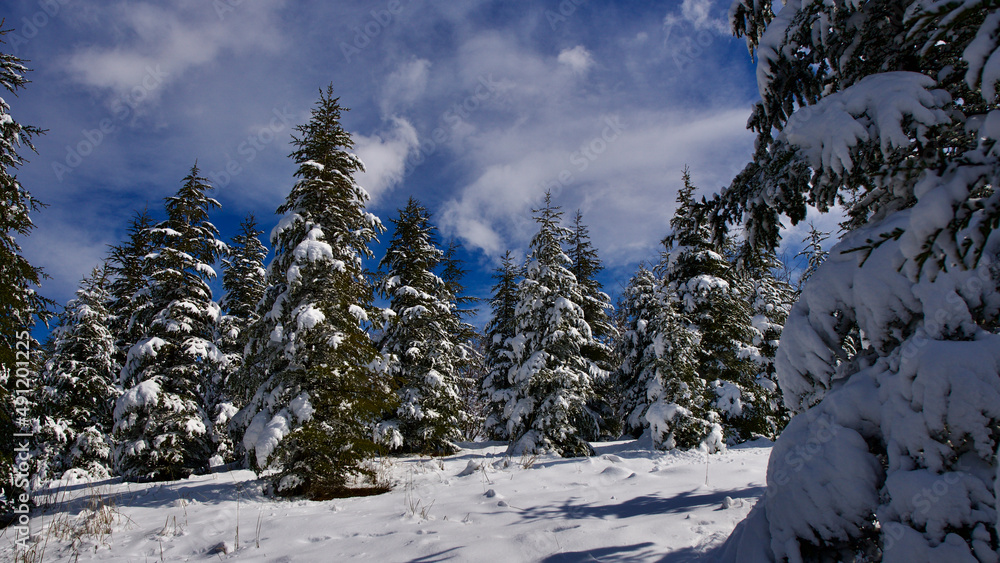 Pine forest, winter season. Snowy forest in sunny day. Winter landscapes. Blue sky, white snow and green pine forest.