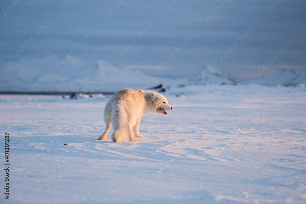 Lis polarny, południowy Spitsbergen - obrazy, fototapety, plakaty 