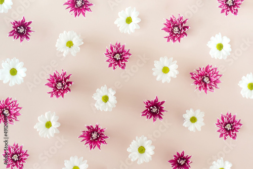 Pattern of white marguerite daisies and purple dahlias flowers on pink background.