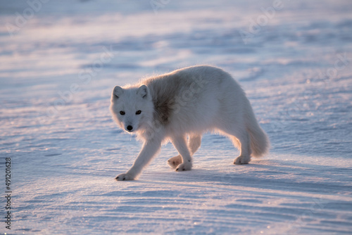 Lis polarny, południowy Spitsbergen photo