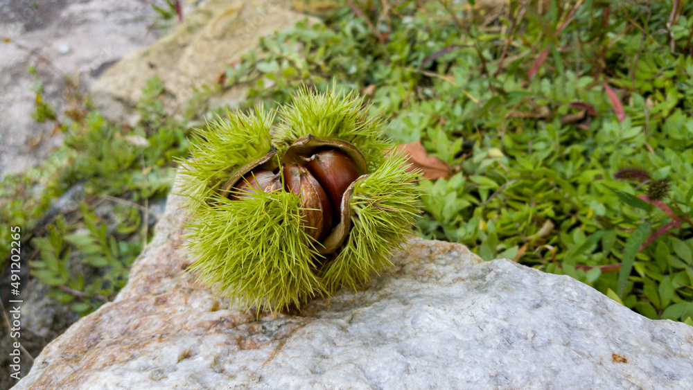 Obraz premium ripe chestnuts