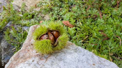 ripe chestnuts
