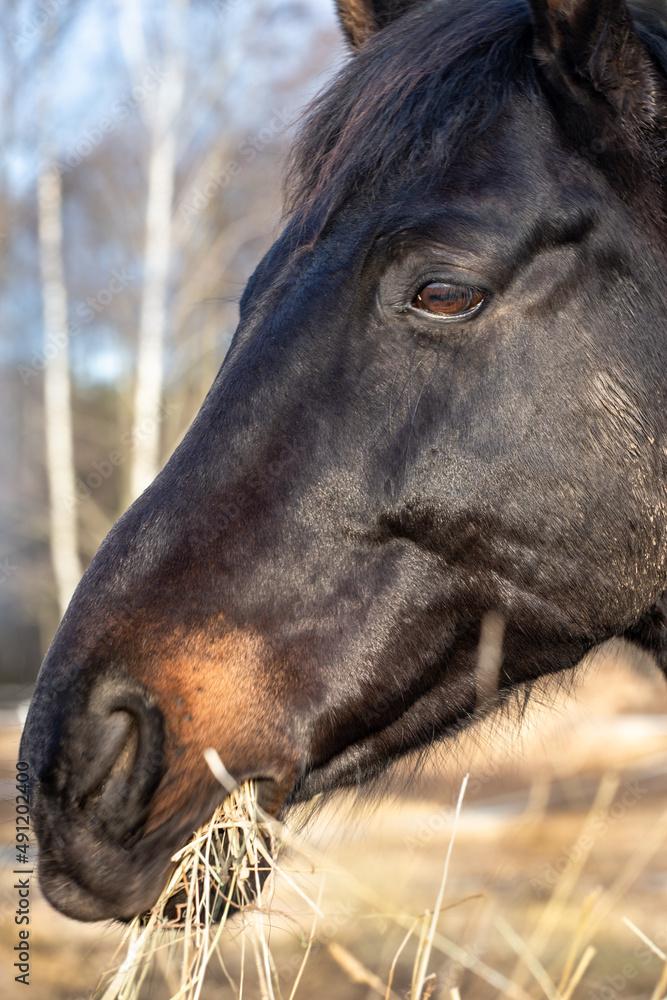 Hay for horses in winter. Nutrition, caring for animals on the farm Hay for horses in winter. Nutrition, caring for animals on the farm