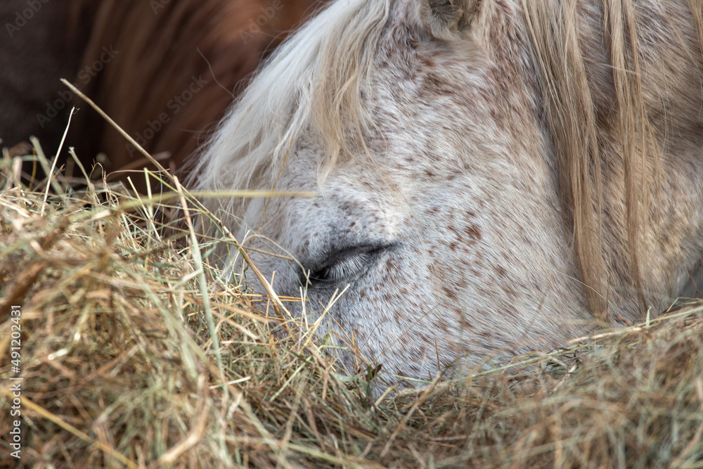 White horse and hay. Portrait