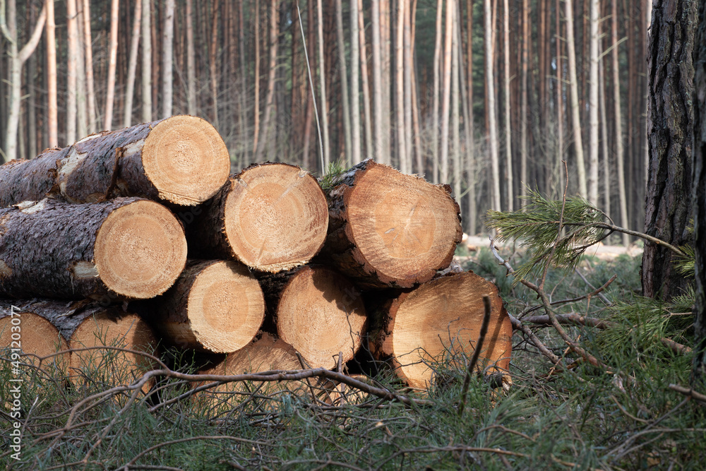 Freshly made firewood in the evergreen forest, pine tree logs close-up. Environmental damage, ecological issues, ecology, nature, wood, deforestation, alternative energy, lumber industry, business Freshly made firewood in the evergreen forest, pine tree logs close-up. Environmental damage, ecological issues, ecology, nature, wood, deforestation, alternative energy, lumber industry, business