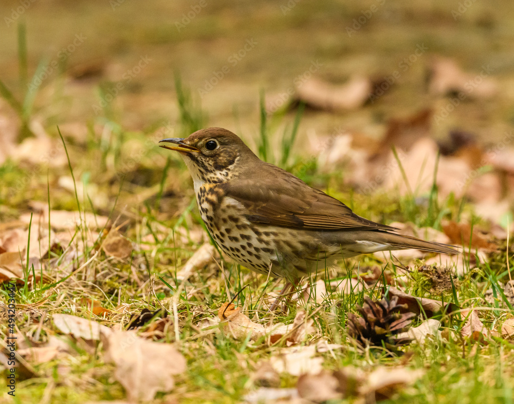 song thrush (Turdus philomelos) searching for food on the ground song thrush (Turdus philomelos) searching for food on the ground