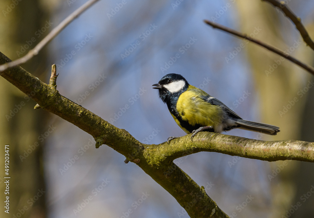 great tit (Parus major) bird on branch singing great tit (Parus major) bird on branch singing